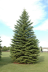 Colorado Spruce (Picea pungens) at Bayport Flower Houses