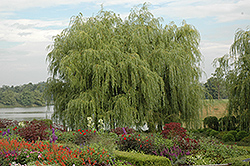Golden Weeping Willow (Salix alba 'Tristis') at Bayport Flower Houses