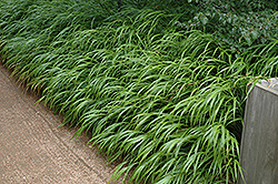 Japanese Woodland Grass (Hakonechloa macra) at Bayport Flower Houses
