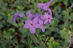 Sherwood Purple Woodland Phlox (Phlox stolonifera 'Sherwood Purple') at Bayport Flower Houses