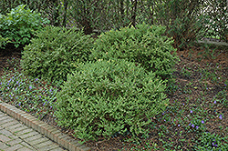 Wintergreen Boxwood (Buxus microphylla 'Wintergreen') at Bayport Flower Houses