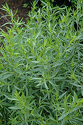 French Tarragon (Artemisia dracunculus 'Sativa') at Bayport Flower Houses