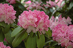 Holden Rhododendron (Rhododendron 'Holden') at Bayport Flower Houses