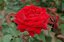 Kashmir Rose (Rosa 'Kashmir') at Bayport Flower Houses