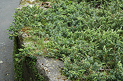 Shore Juniper (Juniperus conferta) at Bayport Flower Houses