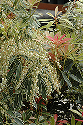 Flaming Silver Japanese Pieris (Pieris japonica 'Flaming Silver') at Bayport Flower Houses