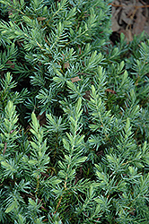 Blue Pacific Shore Juniper (Juniperus conferta 'Blue Pacific') at Bayport Flower Houses