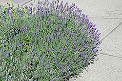 Munstead Lavender (Lavandula angustifolia 'Munstead') at Bayport Flower Houses