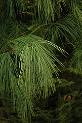 Schwerin Pine (Pinus x schwerinii) at Bayport Flower Houses