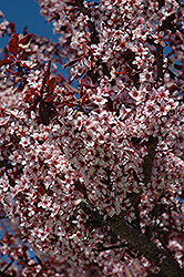 Thundercloud Plum (Prunus cerasifera 'Thundercloud') at Bayport Flower Houses
