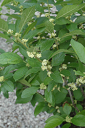 Southern Gentleman Winterberry (Ilex verticillata 'Southern Gentleman') at Bayport Flower Houses