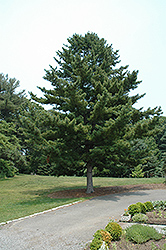 Korean Pine (Pinus koraiensis) at Bayport Flower Houses