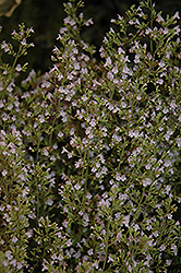 Montrose White Dwarf Calamint (Calamintha nepeta 'Montrose White') at Bayport Flower Houses