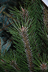Arnold Sentinel Austrian Pine (Pinus nigra 'Arnold Sentinel') at Bayport Flower Houses