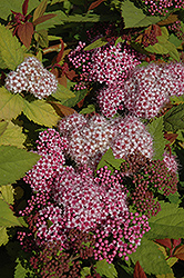Double Play Big Bang Spirea (Spiraea 'Tracy') at Bayport Flower Houses