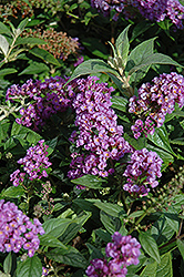 Lo & Behold Purple Haze Butterfly Bush (Buddleia 'Purple Haze') at Bayport Flower Houses