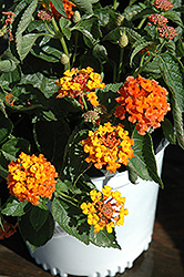 Bandito Orange Sunrise Lantana (Lantana camara 'Bandito Orange Sunrise') at Bayport Flower Houses