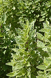 Pesto Perpetuo Basil (Ocimum x citriodorum 'Pesto Perpetuo') at Bayport Flower Houses