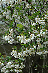Japanese Snowbell (Styrax japonicus) at Bayport Flower Houses