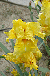 Pleasant Peasant Iris (Iris 'Pleasant Peasant') at Bayport Flower Houses