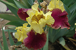 Blatant Iris (Iris 'Blatant') at Bayport Flower Houses