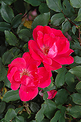 Red Knock Out Rose (Rosa 'Red Knock Out') at Bayport Flower Houses