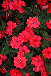 SunPatiens Compact Deep Rose New Guinea Impatiens (Impatiens 'SakimP017') at Bayport Flower Houses