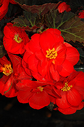 Nonstop Mocca Scarlet Begonia (Begonia 'Nonstop Mocca Scarlet') at Bayport Flower Houses
