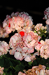 Classic Pink Blush Geranium (Pelargonium 'Classic Pink Blush') at Bayport Flower Houses