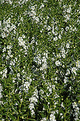 Angelface White Angelonia (Angelonia angustifolia 'Anwhitim') at Bayport Flower Houses