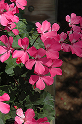 Caliente Pink Geranium (Pelargonium 'Caliente Pink') at Bayport Flower Houses