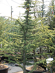 Golden Atlas Cedar (Cedrus atlantica 'Aurea') at Bayport Flower Houses