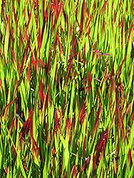 Red Baron Japanese Blood Grass (Imperata cylindrica 'Red Baron') at Bayport Flower Houses