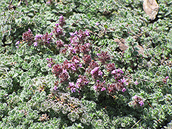 Wooly Thyme (Thymus pseudolanuginosis) at Bayport Flower Houses