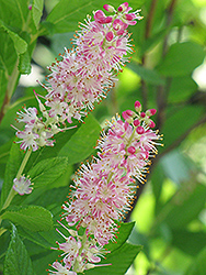 Ruby Spice Summersweet (Clethra alnifolia 'Ruby Spice') at Bayport Flower Houses
