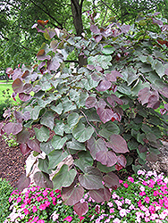 Forest Pansy Redbud (Cercis canadensis 'Forest Pansy') at Bayport Flower Houses