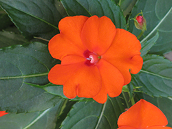 Infinity Orange New Guinea Impatiens (Impatiens hawkeri 'Visinforimp') at Bayport Flower Houses