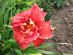 Moses Fire Daylily (Hemerocallis 'Moses Fire') at Bayport Flower Houses