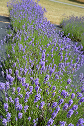 Hidcote Blue Lavender (Lavandula angustifolia 'Hidcote Blue') at Bayport Flower Houses