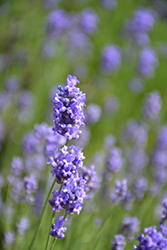 Hidcote Blue Lavender (Lavandula angustifolia 'Hidcote Blue') at Bayport Flower Houses