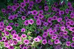 Supertunia Picasso In Purple Petunia (Petunia 'Supertunia Picasso In Purple') at Bayport Flower Houses