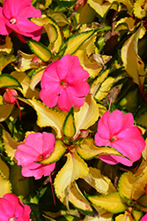 SunPatiens Compact Tropical Rose New Guinea Impatiens (Impatiens 'SunPatiens Compact Tropical Rose') at Bayport Flower Houses