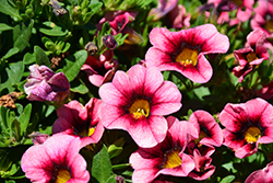 Hula Hot Pink Calibrachoa (Calibrachoa 'Hula Hot Pink') at Bayport Flower Houses