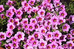 Aloha Tiki Soft Pink Calibrachoa (Calibrachoa 'Aloha Tiki Soft Pink') at Bayport Flower Houses