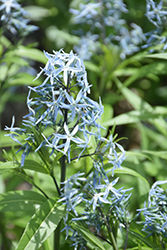 Narrow-Leaf Blue Star (Amsonia hubrichtii) at Bayport Flower Houses