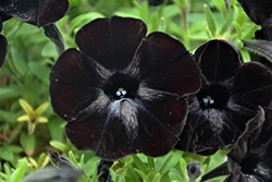 Sweetunia Black Satin Petunia (Petunia 'Sweetunia Black Satin') at Bayport Flower Houses