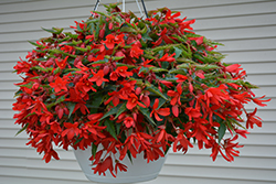 Bossa Nova Red Shades Begonia (Begonia boliviensis 'Bossa Nova Red Shades') at Bayport Flower Houses