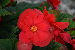 Nonstop Red Begonia (Begonia 'Nonstop Red') at Bayport Flower Houses