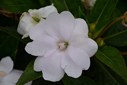 SunPatiens Vigorous Clear White Impatiens (Impatiens 'SAKIMP036') at Bayport Flower Houses