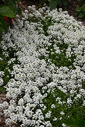 Stream White Sweet Alyssum (Lobularia maritima 'Stream White') at Bayport Flower Houses